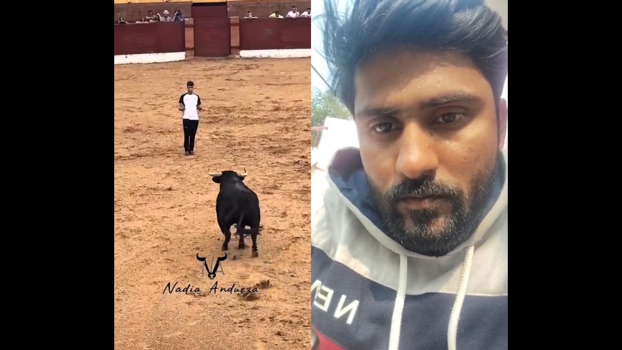 #bull