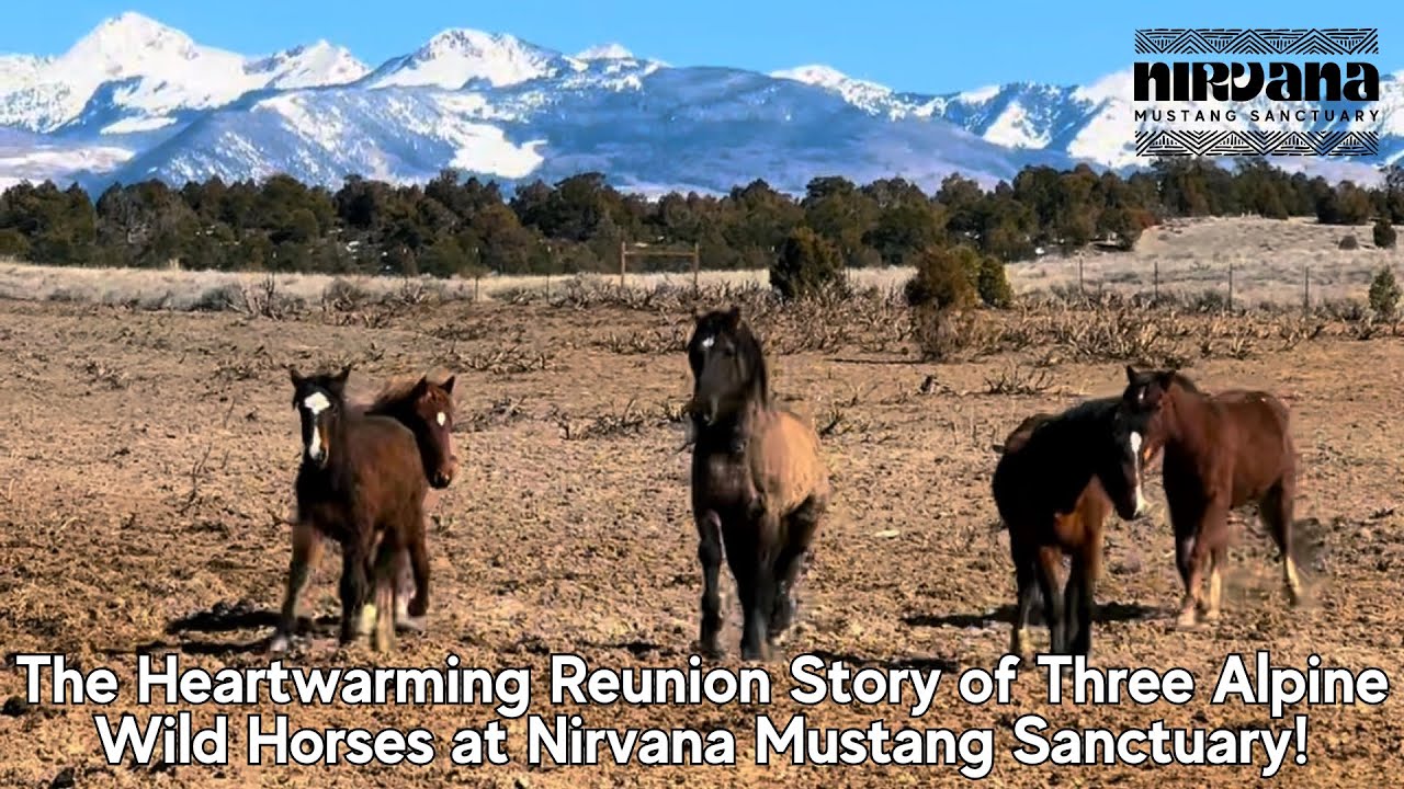 The Heartwarming Reunion Story of Three Alpine Wild Horses at Nirvana Mustang Sanctuary 🐴