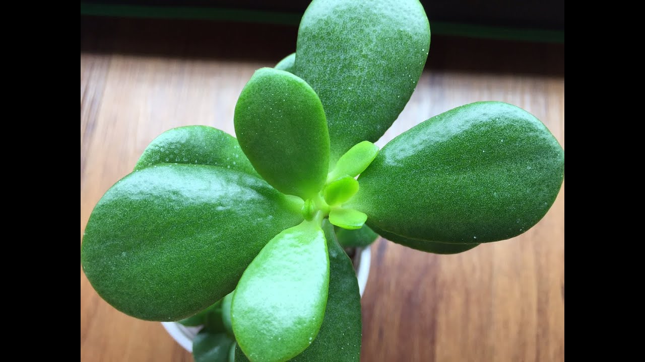 Propagating Jade Plant From Leaf Cuttings Part03: More Plants