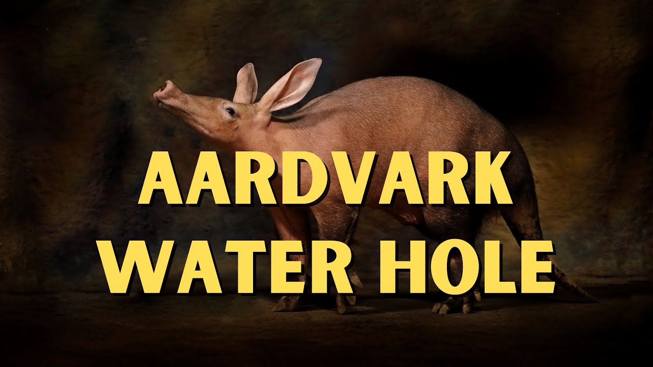 Aardvark Is A Very Special Visitor To The Water Hole!