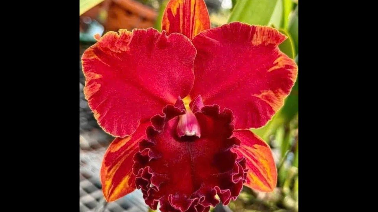 Lan cattleya cua đỏ-0834608769- LAN RỪNG LÂM ĐỒNG