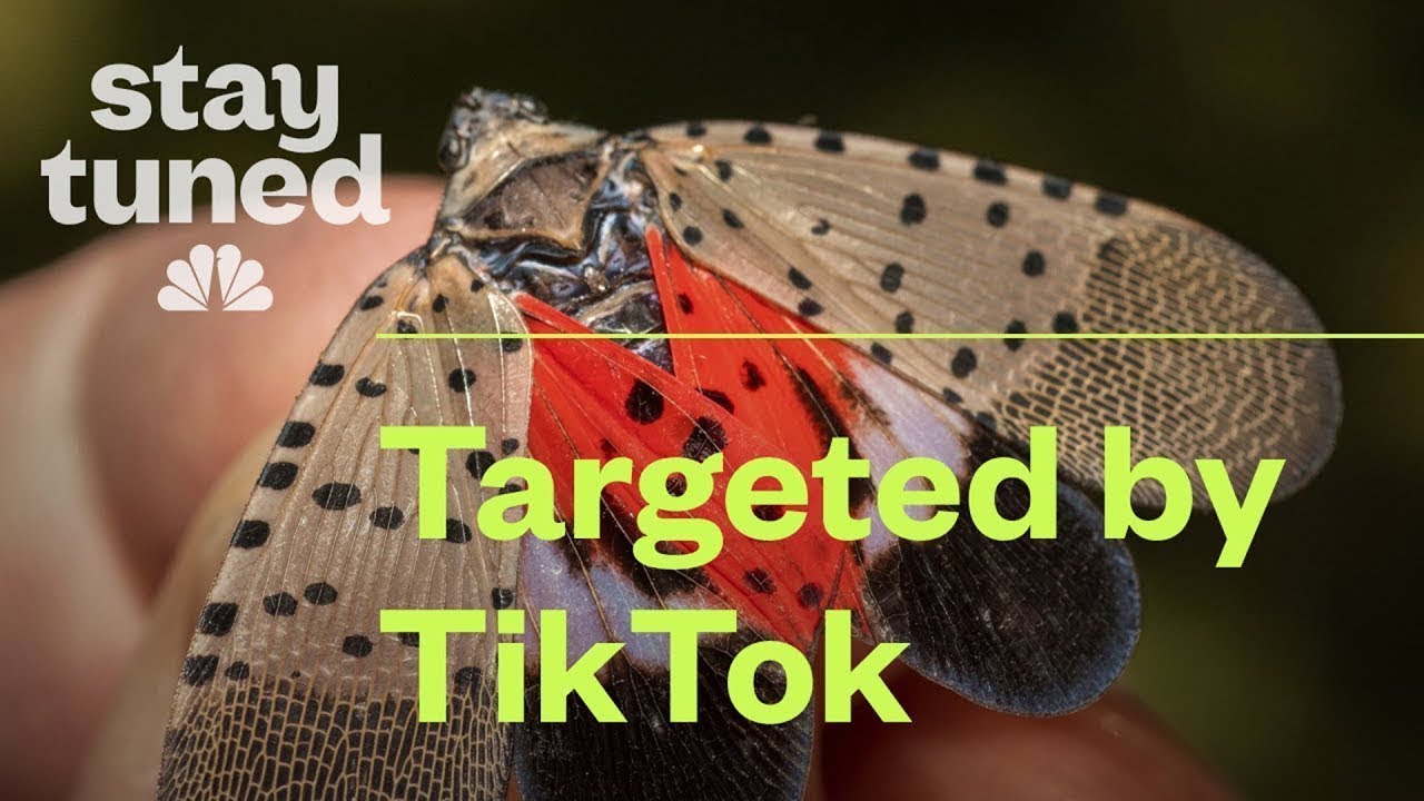 TikTok's Revenge on the Spotted Lanternfly. Is it Actually Working?