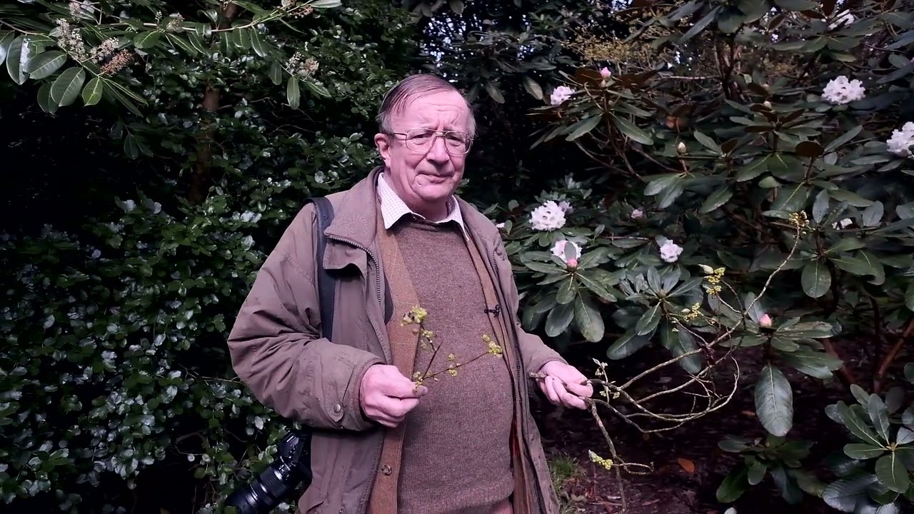 Linderas in flower at Caerhays