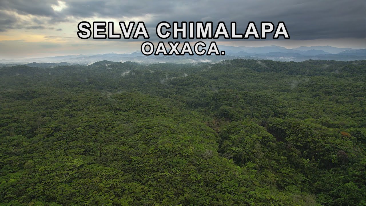 Oaxaca indomable || La Selva inexplorada de los Chimalapas
