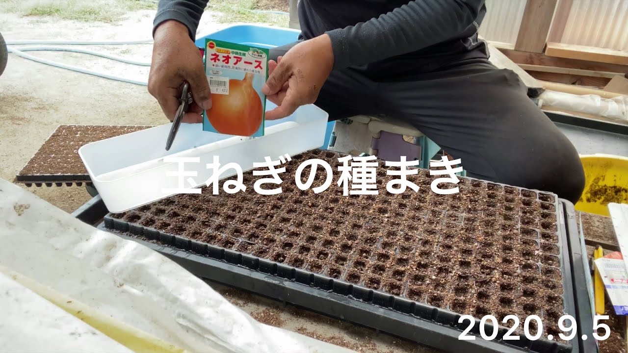 【 野菜作り 】玉ねぎの種まきと殺虫・殺菌防除#玉ねぎの種まき#玉ねぎの殺虫・殺菌
