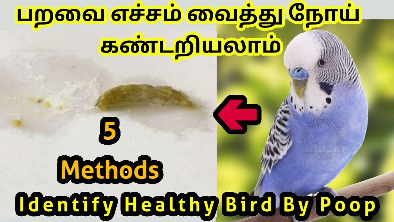 Top 5 Methods To Find Out Healthy Pet Bird By Their Poop || Is Your Bird Is Healthy Know By Poop