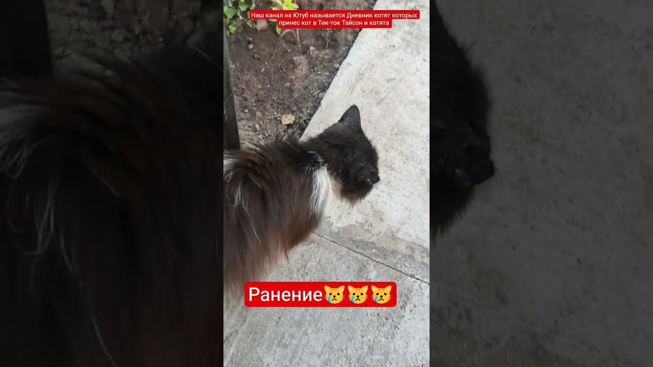 #ранение😿 #cat #дневниккотят#котик #животные#безопасность#крым#события#стрим#влог#срочно#новости#new