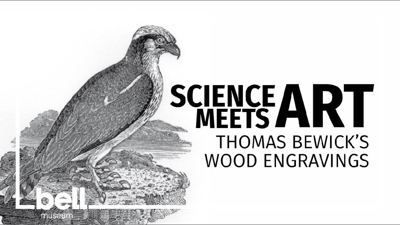 Science Meets Art: Thomas Bewick's wood engravings