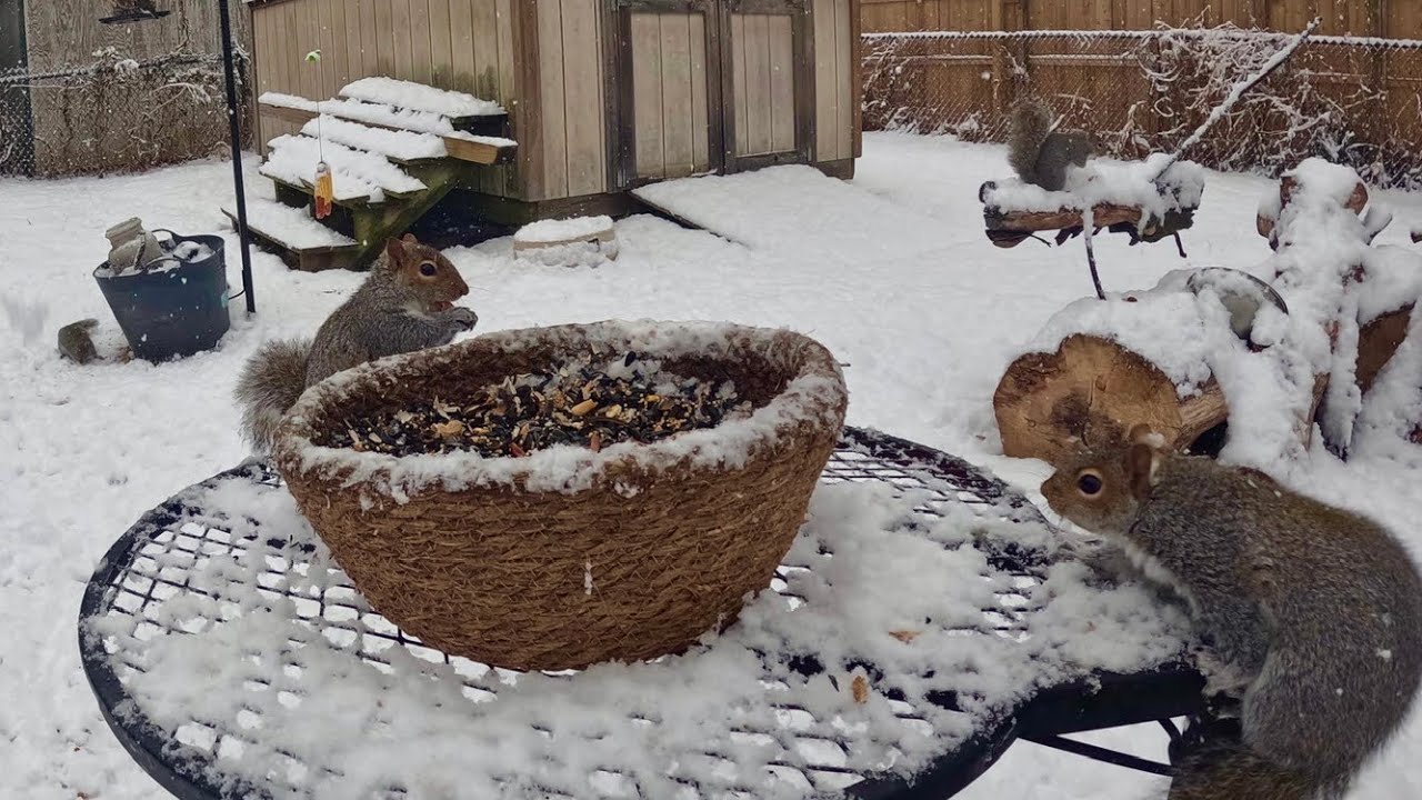 Can they Survive in single digits ?Squirrels fight to make it ! So sad 😭 