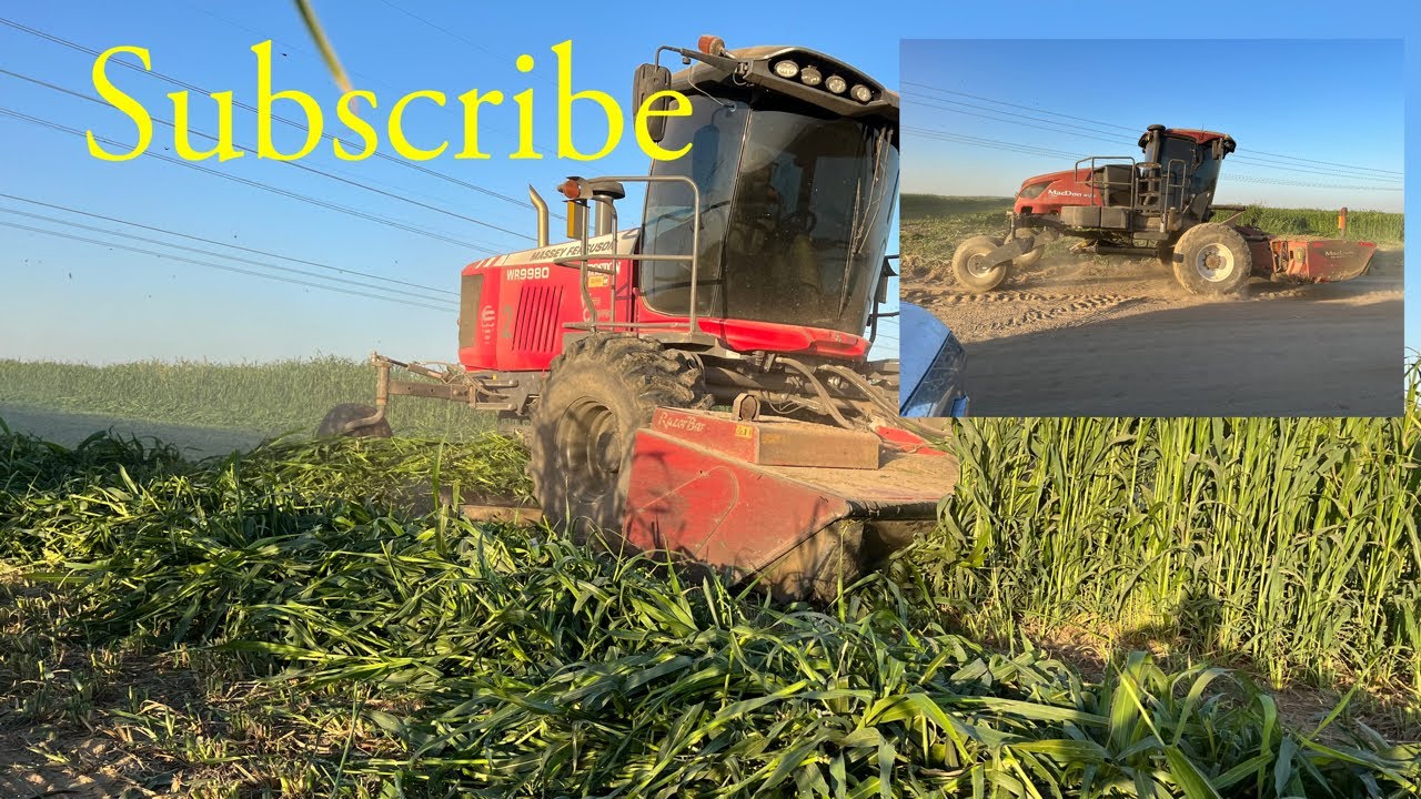 Massey 9980 and macdon 1240 swathing Sudan grass in California