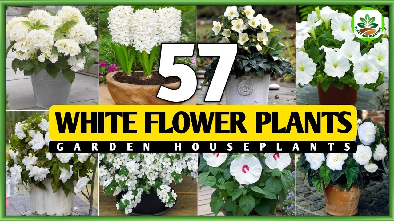 57 Best White Flower Plants for Garden | White Flower Plant Types | Plant and Planting