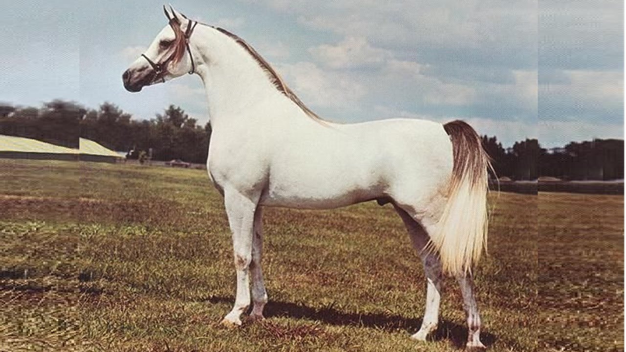 أبو الخيل المصري ( نظير ) حكاية الأسطورة الأشهر والأقوى في تاريخ الخيل العربي على الإطلاق Nazeer