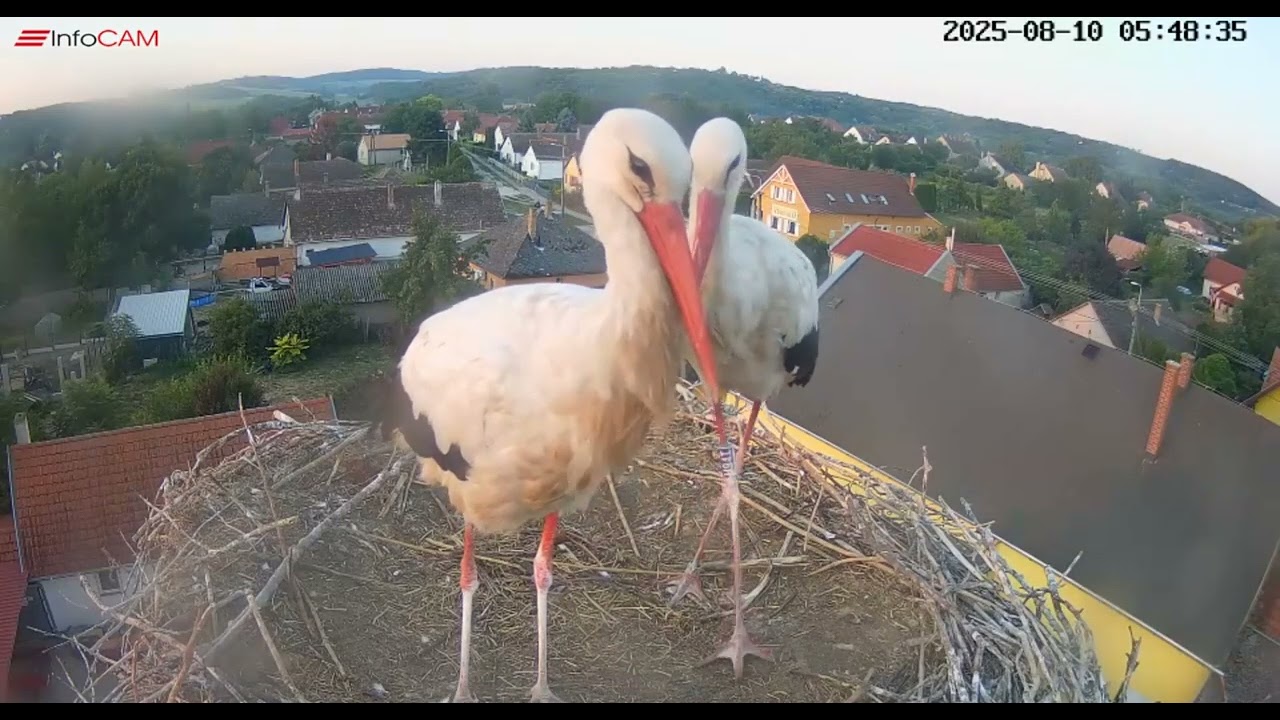Ságvár/HU        ❤️Andi and Ábel raised 4 stork chicks this year. They all started migrating.