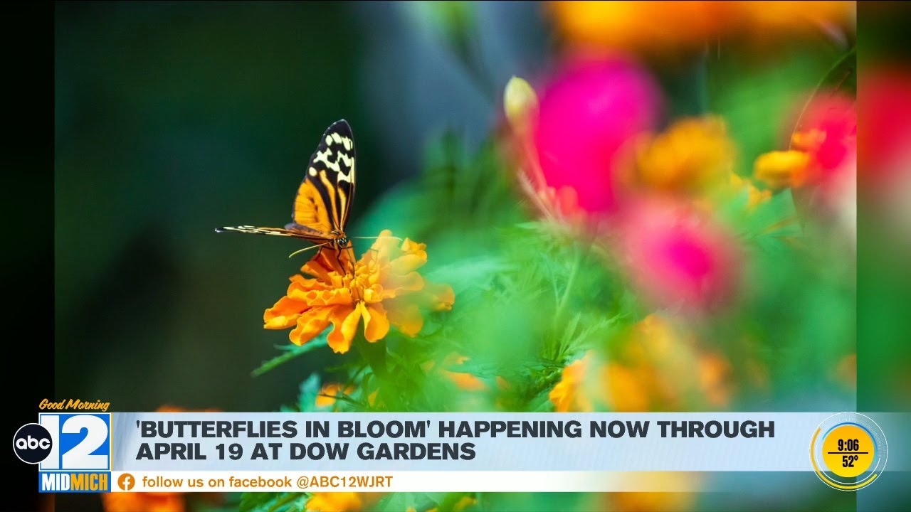 'Butterflies in Blooms' at Dow Gardens