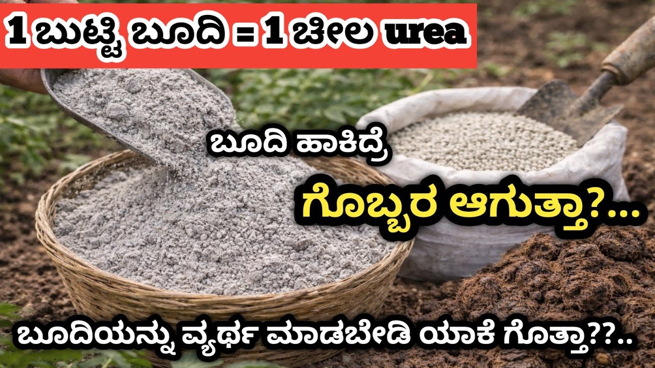 ರೈತರು ಬೂದಿಯನ್ನು ಯಾಕೆ ಹೊಲಕ್ಕೆ ಹಾಕ್ತಾರೆ? ಬೂದಿ ಹಾಕಿದ್ರೆ ಮಣ್ಣಿಗೆ ಏನಾಗುತ್ತೆ? #naturalfarming 