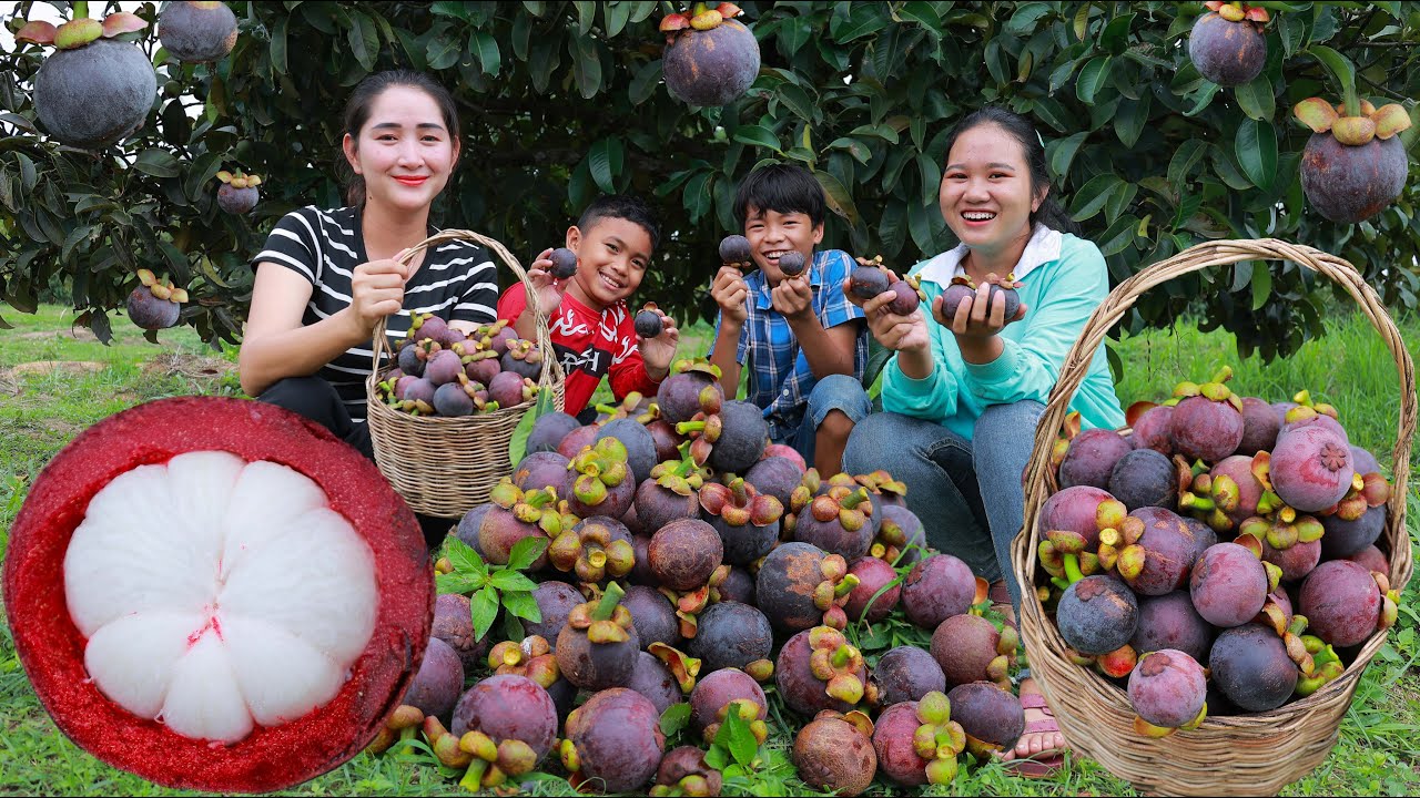 Pick Fresh Mangosteen For Eating - Happy Eating Fruit From the Tree - Fresh And Sweet Mangosteen
