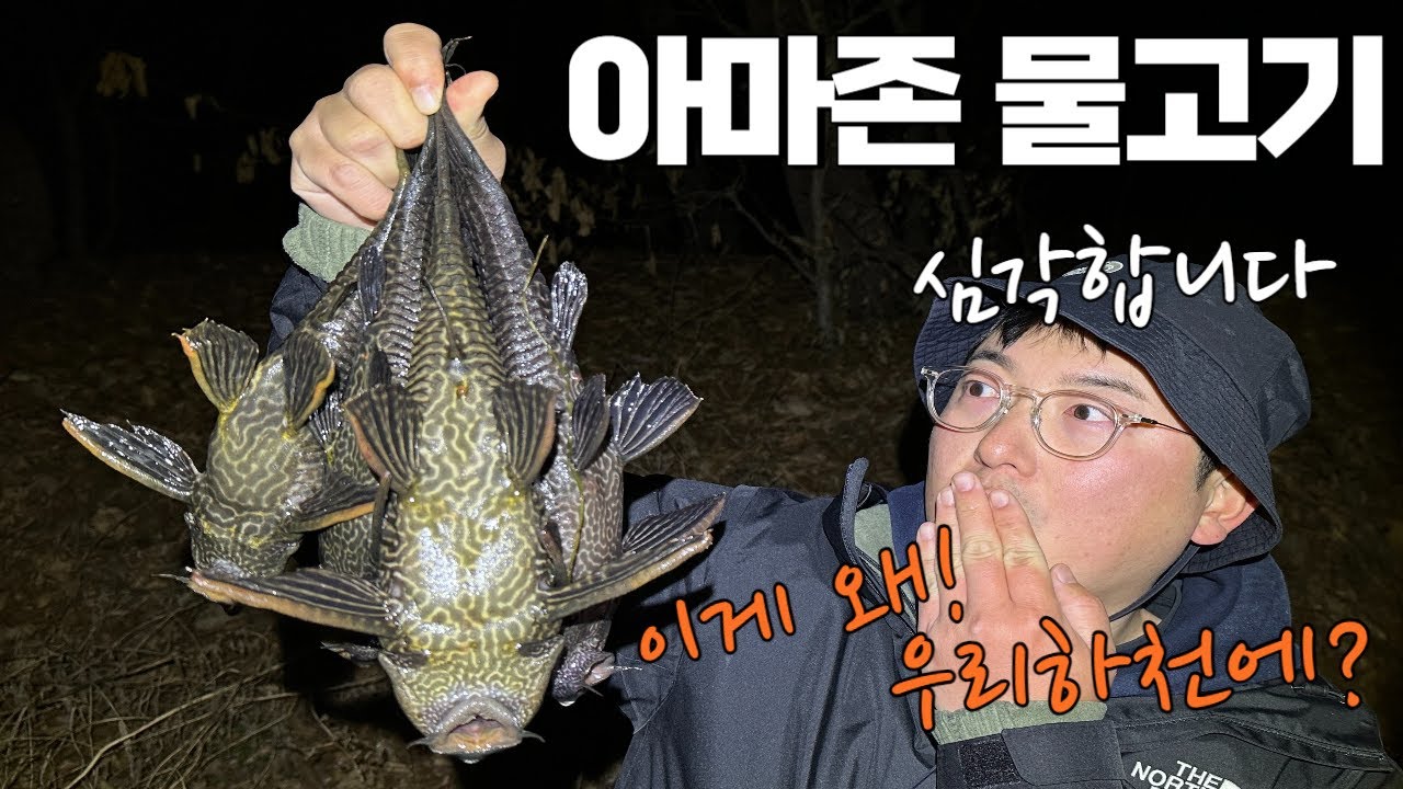 우리나라 하천에 아마존 물고기가 왜 나올까요...!? 사이즈도 엄청커요!ㄷㄷㄷ