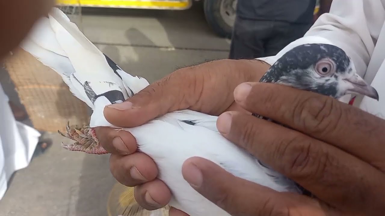 সৌদি আরব রিয়াদ কবুতর বাজার পরিচিত এক কবুতর বেপারী পাকিস্তানি