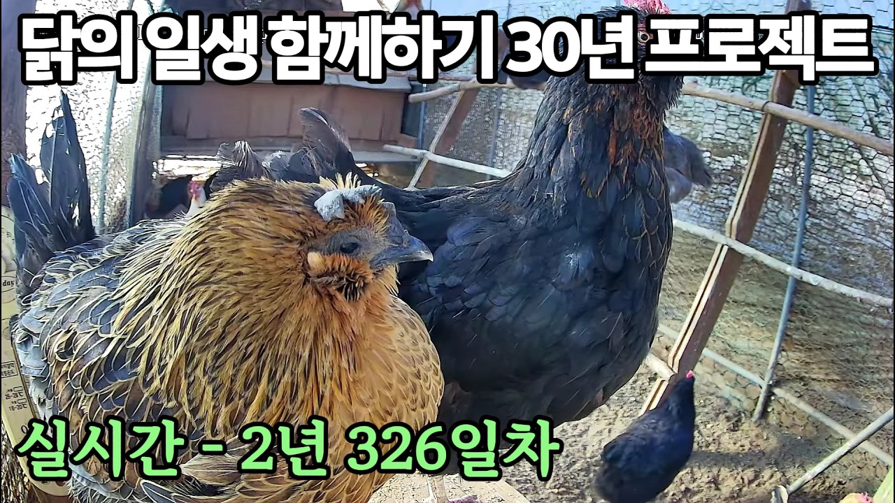 실시간) 2년 326일차, 닭의 일생 함께하기 30년 프로젝트