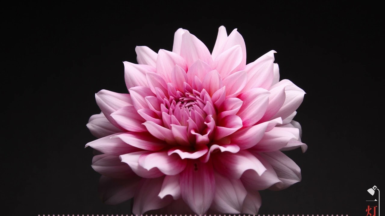 一灯花 - 闇に踊るピンクのダリア｜Geometric Dahlia in Pink