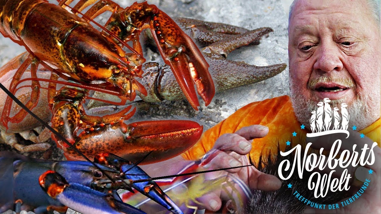 SHRIMPS, Garnele, Prawns oder HUMMER - Wo ist der Unterschied? | NORBERTS WELT | Zoo Zajac