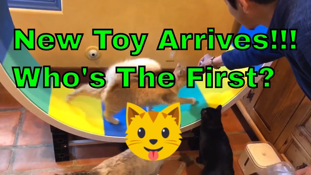 【ZenByCat】Ferris Cat Wheel from ZiggyDoo arrives at House Of Nekko