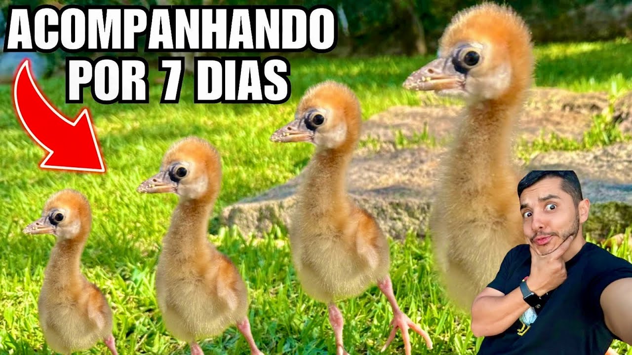Acompanhando o crescimento do filhote de grou coroado por 7 dias | Aves Recriar 