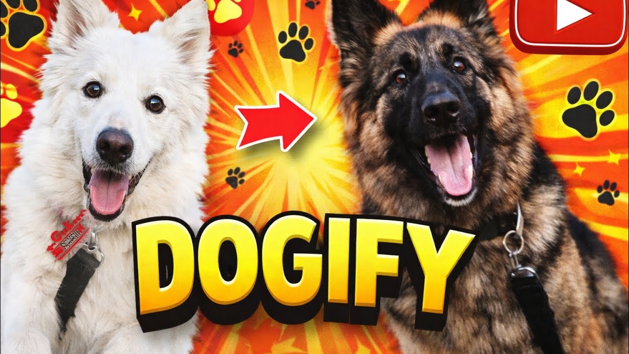 Rocky ka masti rukne ka naam nahi le raha hai| #dog #dogvideos #youtube #pets #petvlog #dogvlog 