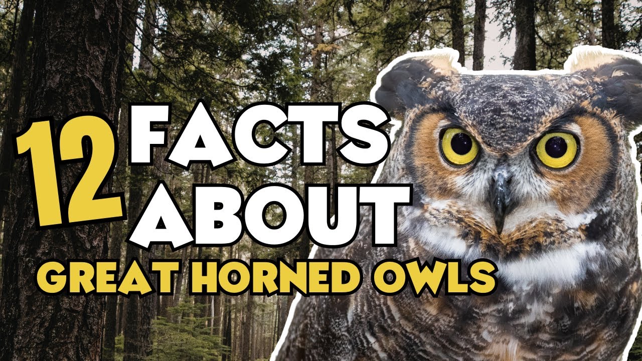12 WILD Facts That Make the Great Horned Owl a Top Predator