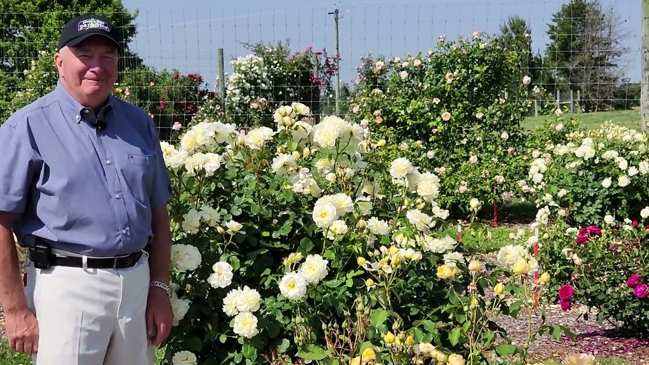 David Austin® Rose Imogen™ // Еще один выдающийся образец для испытаний «без распыления» на ваш суд