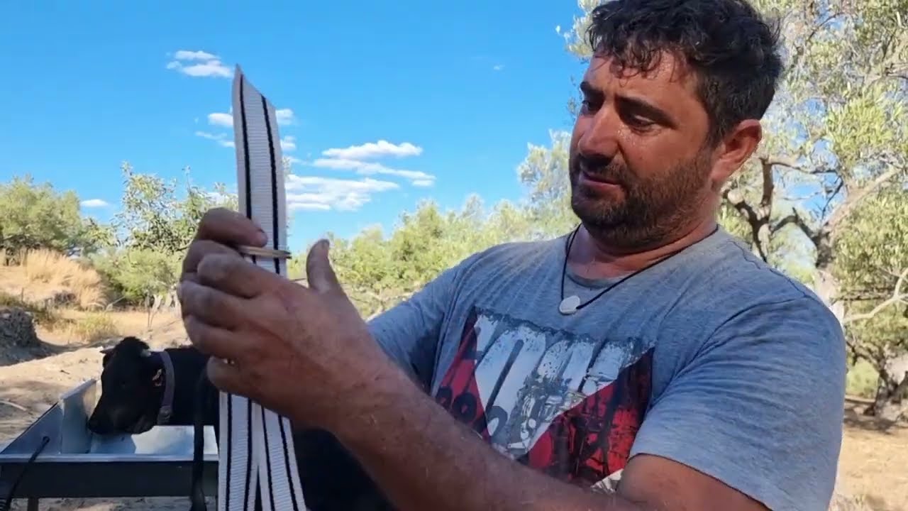 Autóctonos hoy me ayuda Inés a ponerle los GPS a las avileñas.