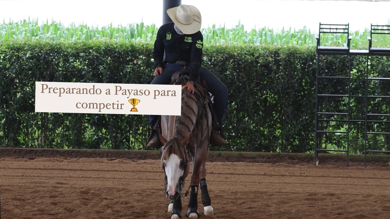 Preparando a Payaso para competir 🏆🐎