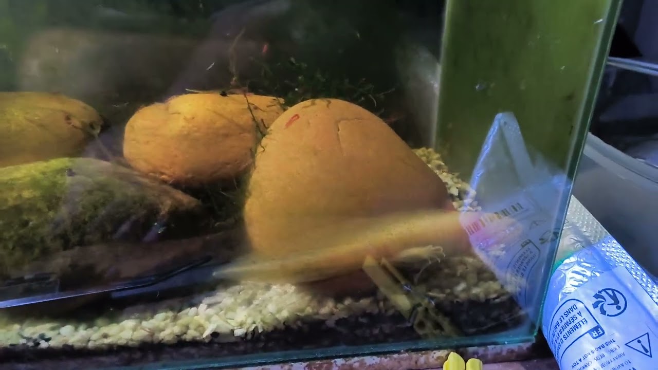 Axolotl feeding. I missed it!