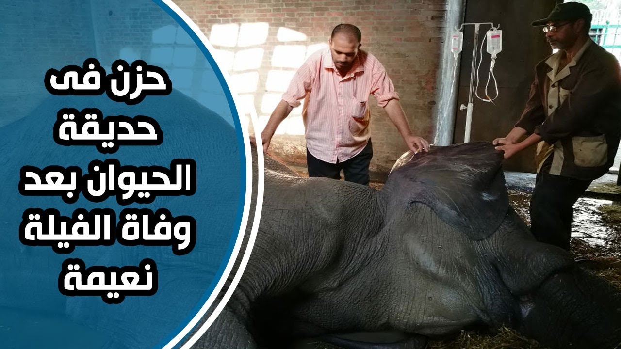 حزن فى حديقة الحيوان بعد وفاة الفيلة نعيمة.. حارسها باكياً: فقدت أغلى حاجة عندى