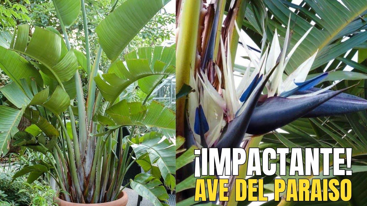 ✨La planta en tendencia que todos quieren tener I 🌴 COMO CULTIVAR STRELITZIA NICOLAI