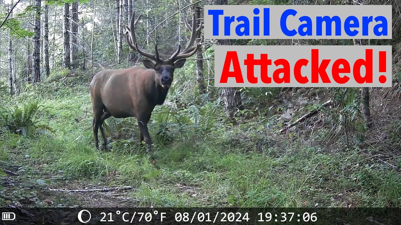 Trail Camera Attacked - Cougar, Elk, Bear