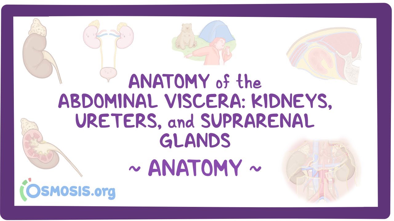 Anatomy of the abdominal viscera: Kidneys, ureters and suprarenal glands
