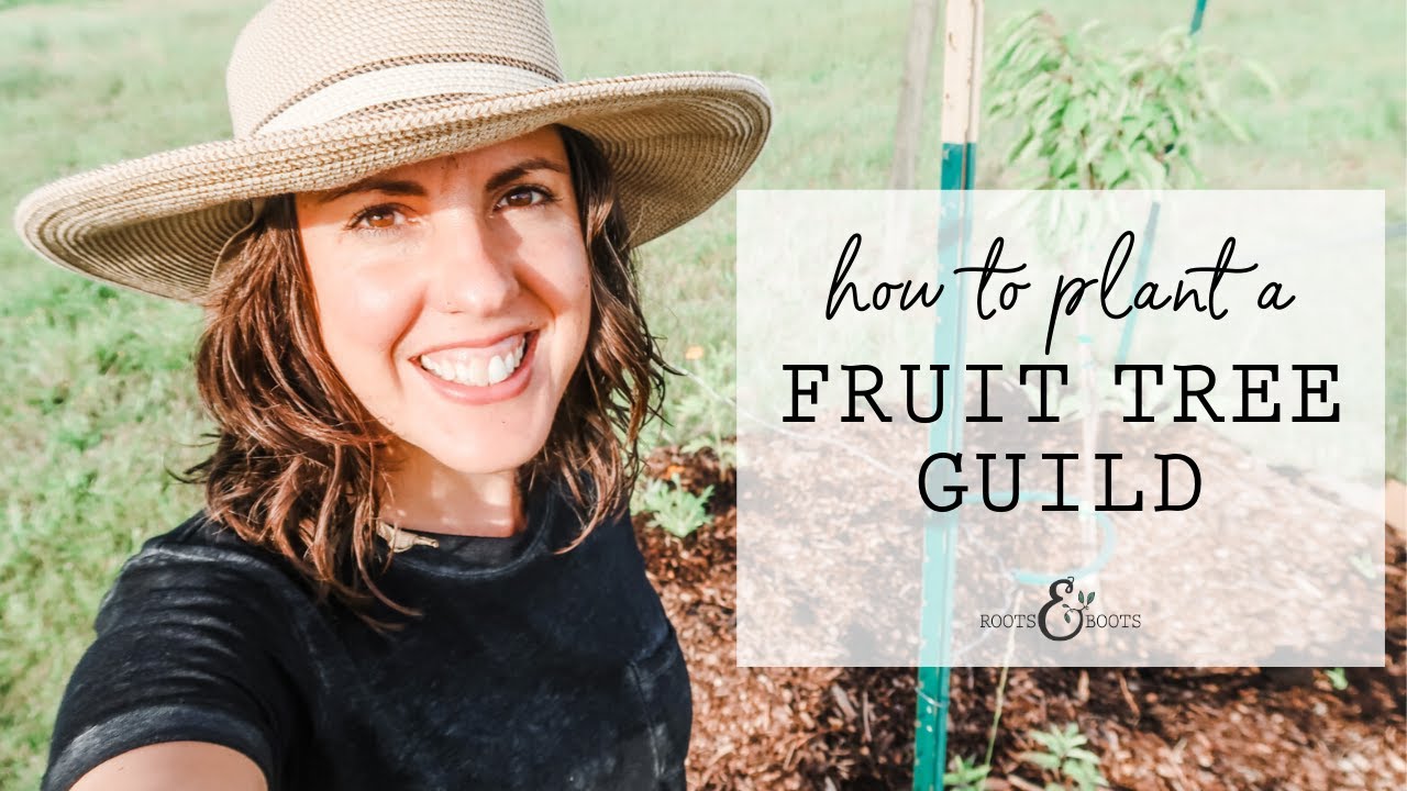 How to Plant a Fruit Tree Guild