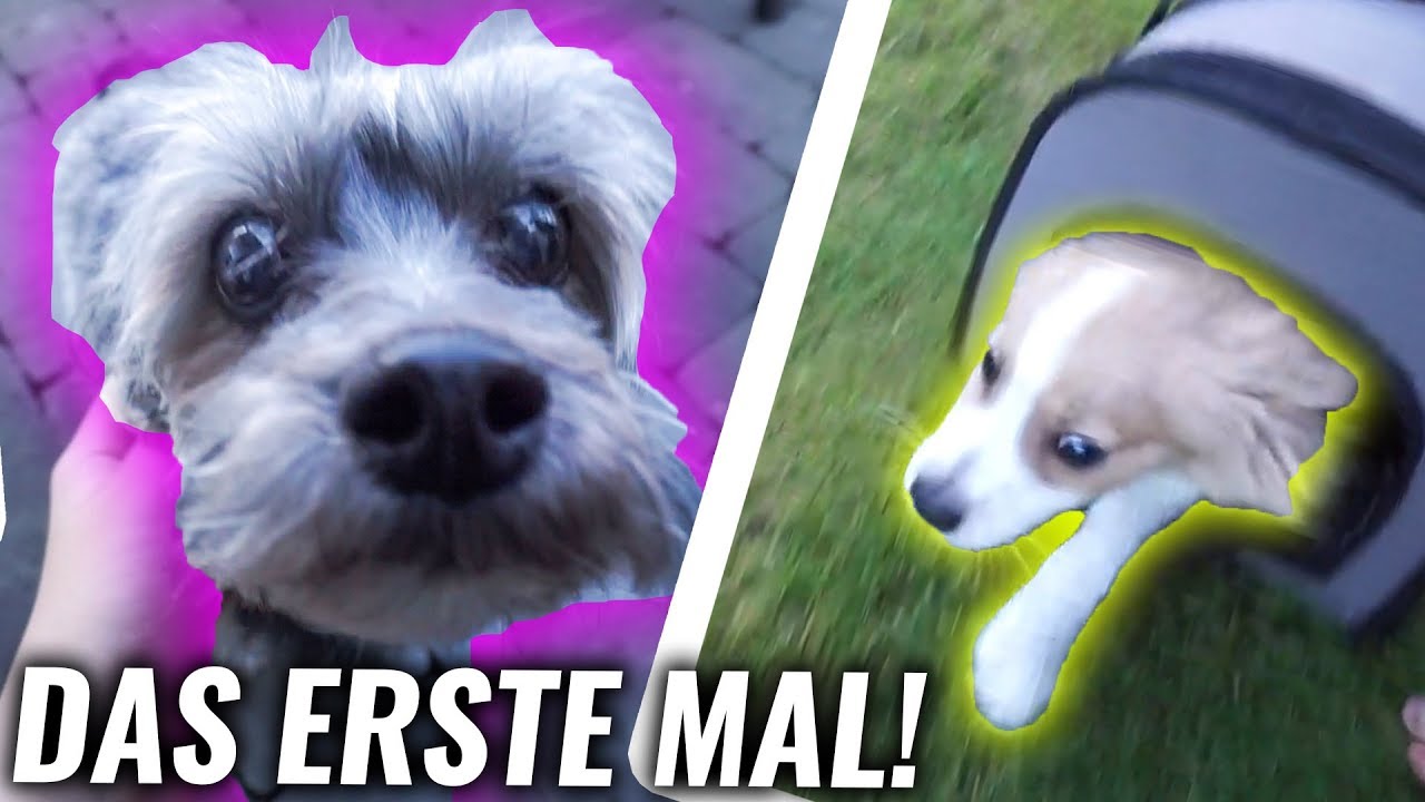 Hund FLASH findet seine erste FREUNDIN! **wild**