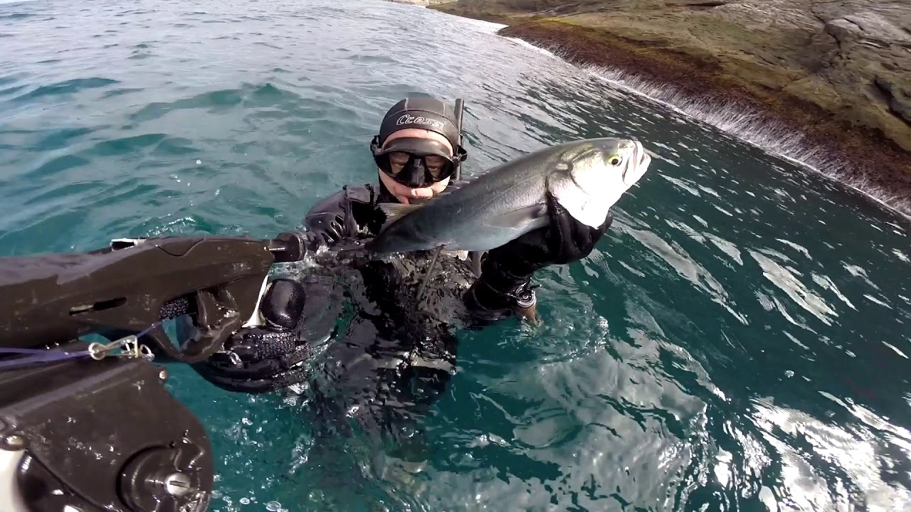 Pesca Sub - Anchova 1,600 kg e Pampo 1,570 kg  -  junho/2018