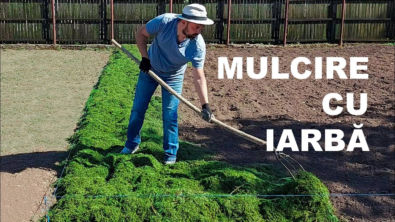 Mulcire cu IARBĂ VERDE proaspăt cosită. Metodă 100% organică.