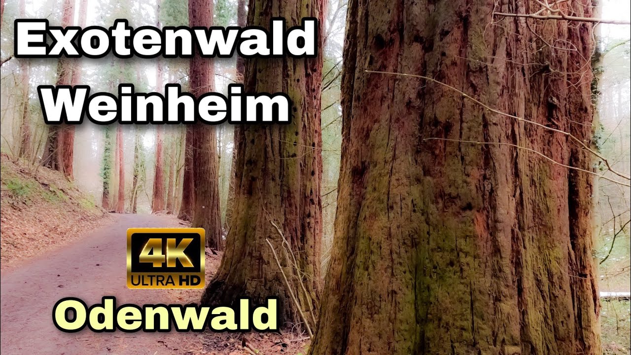 Exotenwald Weinheim | Odenwald