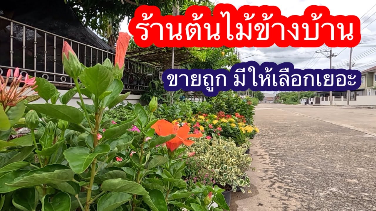 ร้านต้นไม้ข้างบ้านขายถูกมีให้เลือกเยอะ