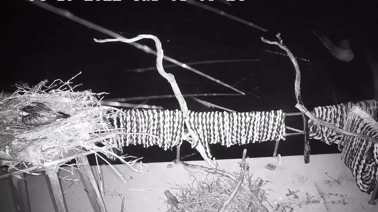 Port_Lincoln Osprey | Mom protecting babies from heavy rain | Oct 4, 2022