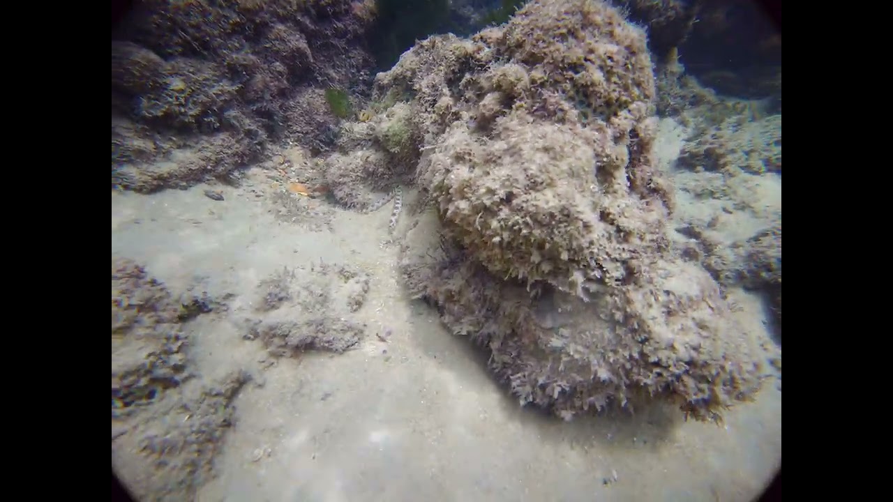 Mergulho em Buzios RN : Um Paraíso Submerso no Brasil! 🌊🐠