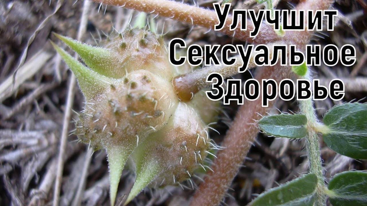 Якорцы - Растение с Уникальными Целебными Свойствами