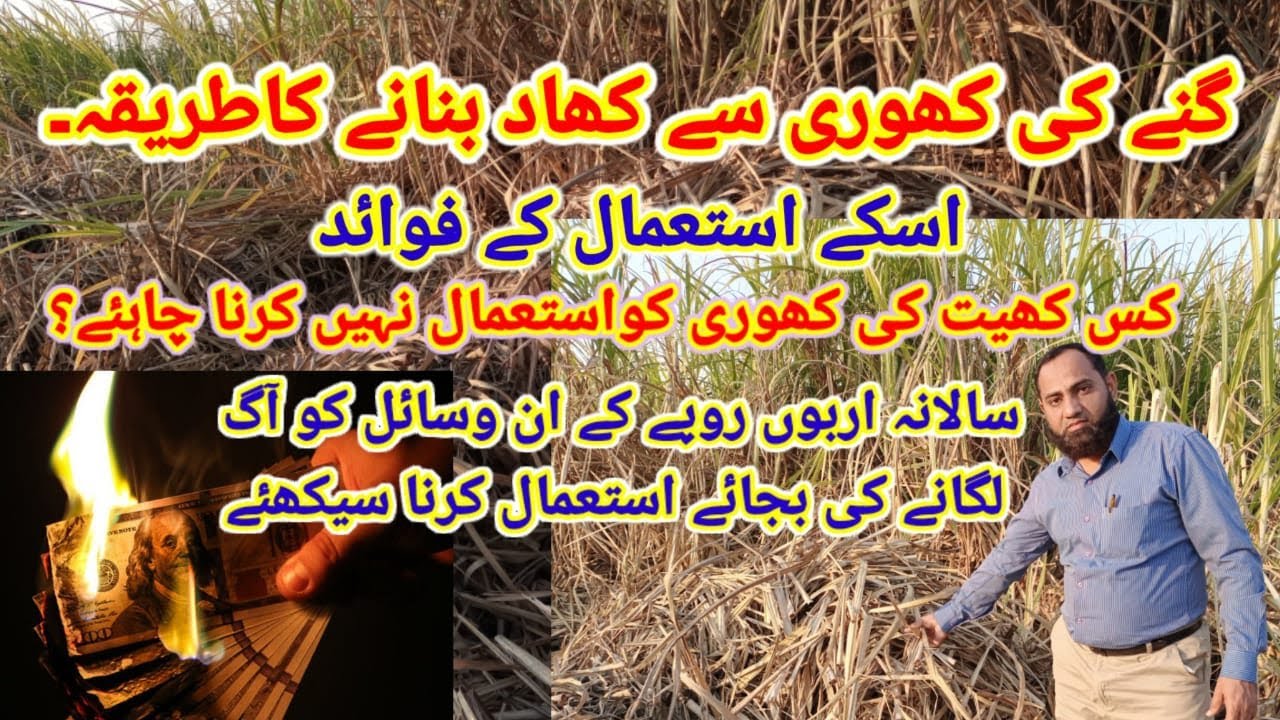 Sugarcane Trash Mulching Procedure, Benefits and Importance