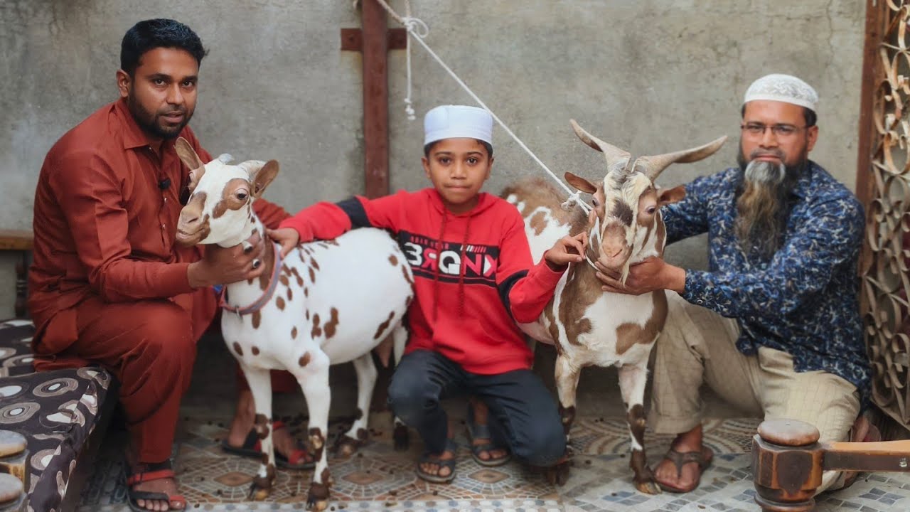 9665040628 Premium Barbari old Line collection and Bantam goats at Aurangabad Maharashtra