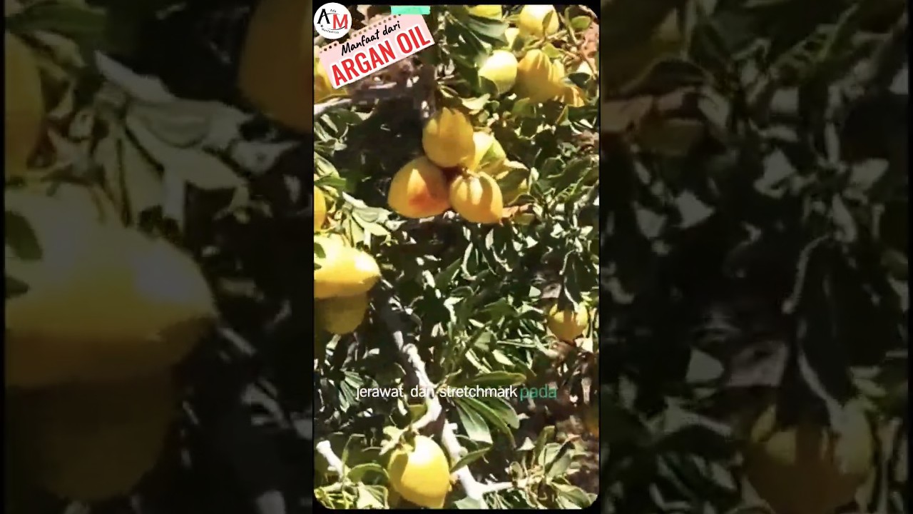 Argan oil untuk melembapkan dan menyehatkan kulit serta rambut.