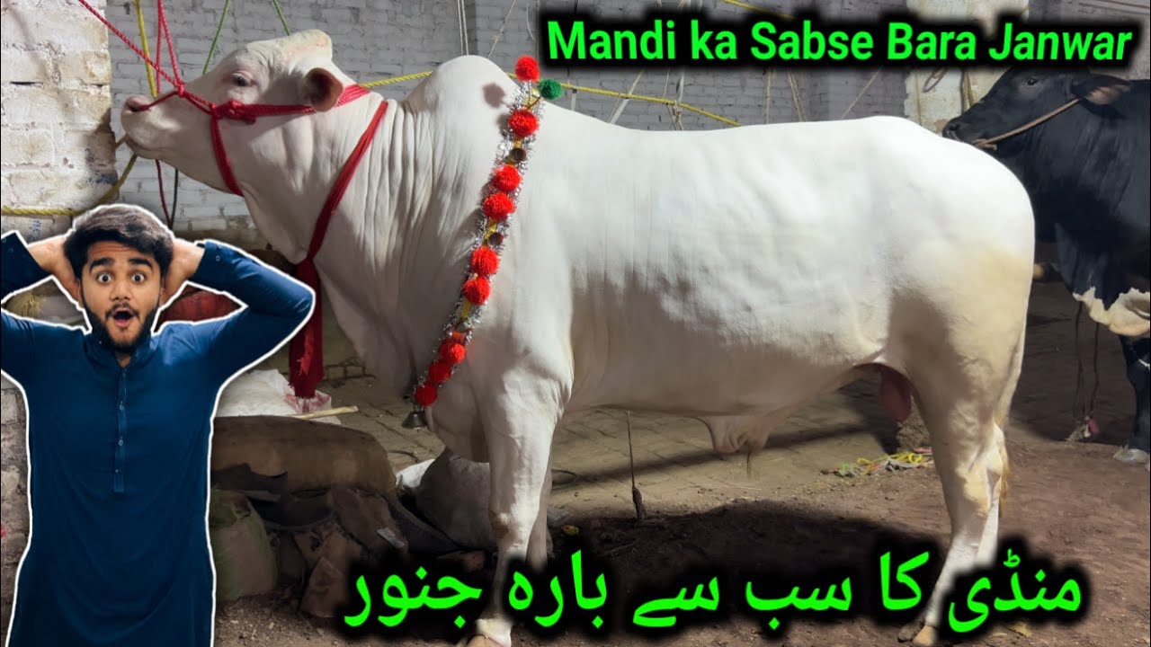 Ring Road Mandi Cows New Rates || 2024 Cow Mandi Peshawar ||Maweshi Mandi| cattel Market Eid Ul Azha